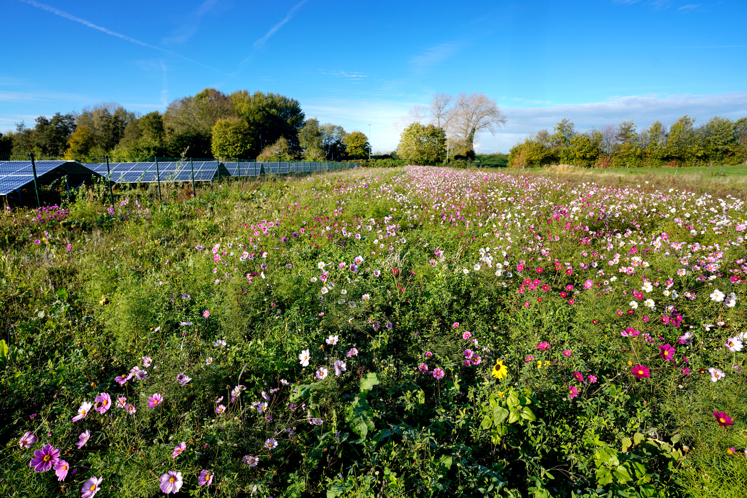 Natuurwerkdag Noordmanshoek